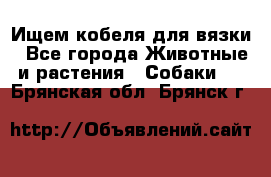 Ищем кобеля для вязки - Все города Животные и растения » Собаки   . Брянская обл.,Брянск г.